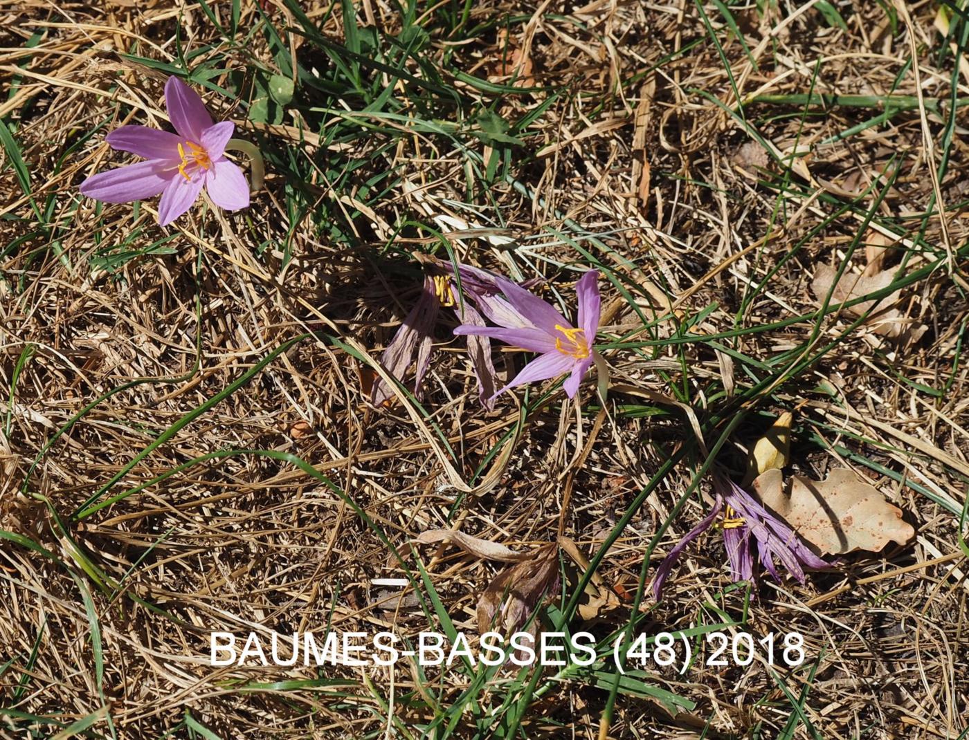 Autumn Crocus (of Naples) plant